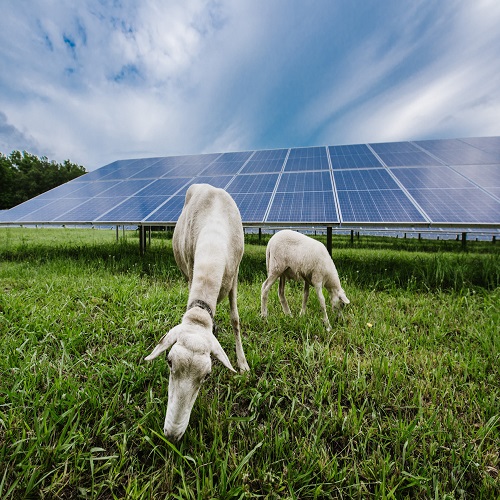 Australian startups pvt pertanian bertujuan mencapai 1 gw tenaga solar