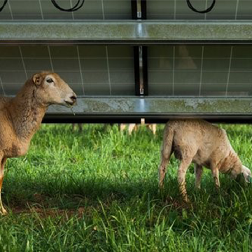 Panel Solar meningkatkan rumput untuk kambing biri-biri dan lembu dengan 90%